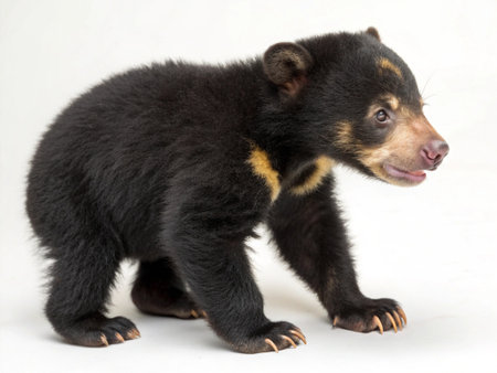 a sun bear cub stands on a white background looking to the right, showcasing its black fur and claws