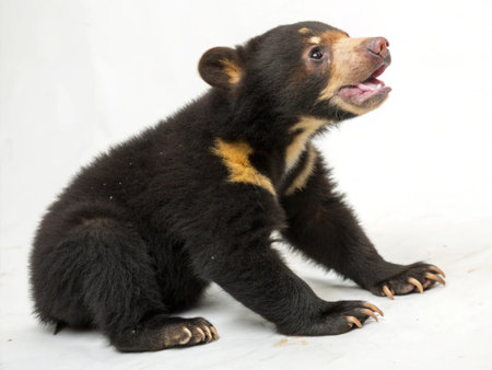 a sun bear cub sits on a white surface, looking up with its mouth open, showcasing its small clawsの写真素材