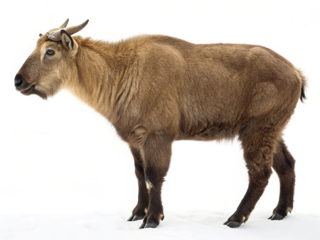 a side view studio shot of a takin standing on a white background with brown and golden fur and small hornsの写真素材
