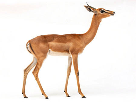 a gerenuk stands elegantly against a white backdrop, showcasing its long neck and slender build.の写真素材