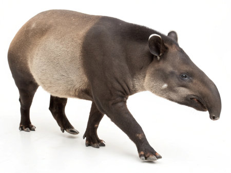 a malayan tapir is walking on a white surface in a studio environment, looking towards the right sideの写真素材