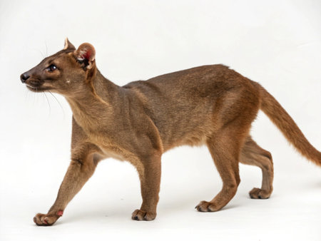 Puma concolor in front of a white backgroungの写真素材