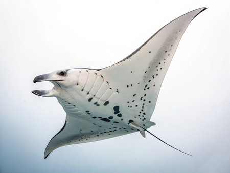 Manta ray isolated on white background.