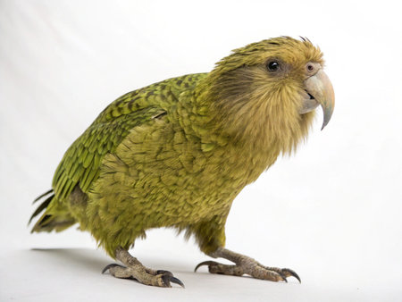 Nandoori parrot, Kea solstitialis, in front of a white background