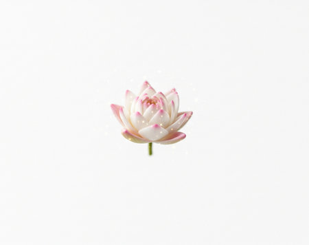 a close up of a pink and white lotus flower isolated on a plain white backgroundの写真素材