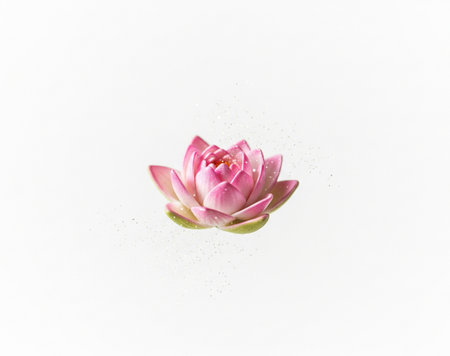 a single pink lotus flower with green leaves on a clean and bright white backgroundの写真素材