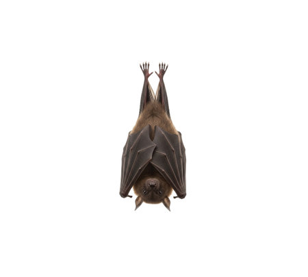 Nocturnal flying fox animal isolated view. Brown bat hanging upside down studio shot. Mammal conceptの写真素材