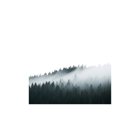 Misty deep dark pine woodland environment cold atmospheric view natural outdoor scenery mysterious landscape background.の写真素材