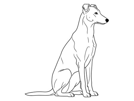 Italian greyhound dog sitting side view elegant purebred companion animal simple outline line drawing profile illustration isolatedのイラスト素材