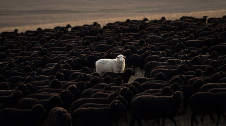 Unique white sheep stands amongst a vast herd of black sheep on rolling grassy hills, symbol of...