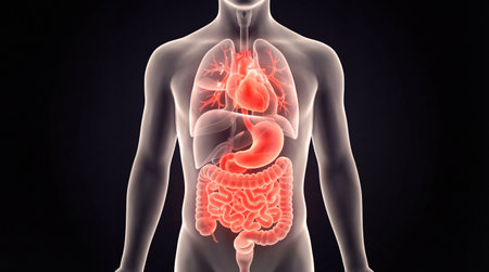 Scientific illustration of human organs in red. Detailed view of stomach intestines heart and liver...
