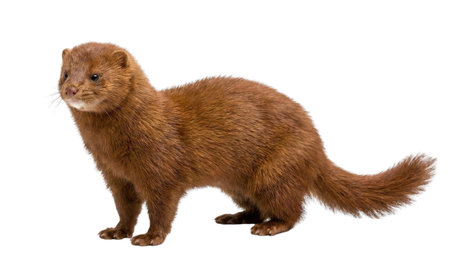 European mink animal isolated on white background, reddish brown fur, furry tail, alert small predator posing sideの写真素材