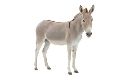 Donkey in profile on white background. Light gray coat, dark mane and tail. Domestic animal portrait.の写真素材