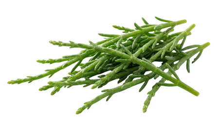 Bundle of green sea asparagus also known as salicornia or sea beans with salt crystals.の写真素材