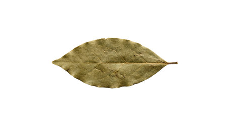 single dry bay leaf isolated on white background, laurus nobilis, fragrant herb used in cooking