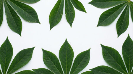 Green cassava leaves arranged in a circular pattern on white background, a natural and fresh plant pattern.の写真素材