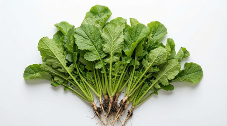 Bunch of fresh green radish leaves with delicate roots and soil remnants, harvested and ready for...