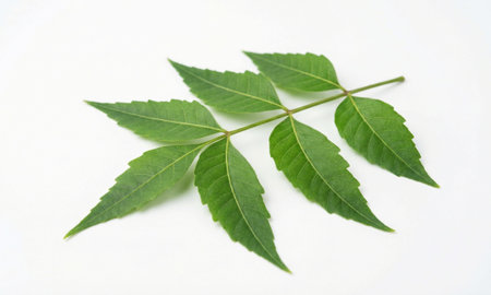 Whole green neem branch displaying compound leaf structure, medicinal herb on white surface
