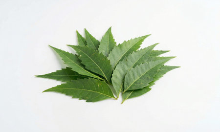 Pile of organic green neem leaves showing serrated edges, medicinal foliage on white backdropの写真素材