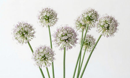 Wild garlic blossoms in group, round flower heads on stalks, minimal botanical composition, herbsの写真素材
