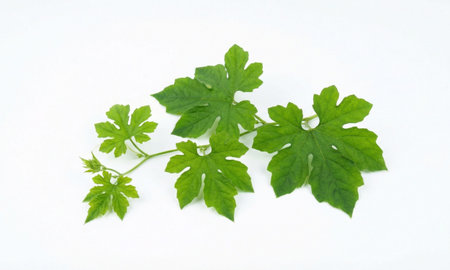 Fresh herbal plant foliage, organic vegetable vine, serrated leaf shape, agriculture concept