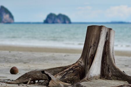 Tree root on beachの写真素材