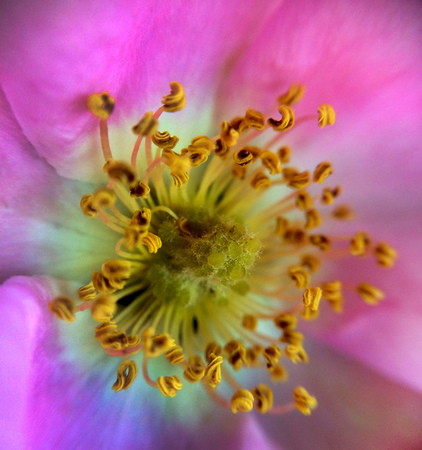 Rosehips flower / Dog rose / Wild rose macroの写真素材