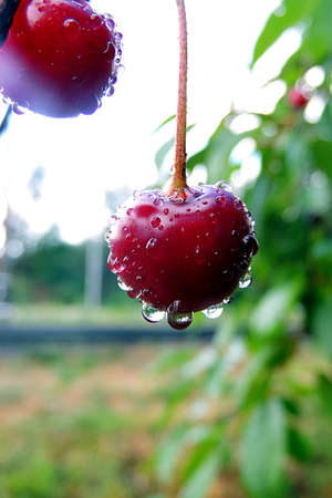 Cherryの写真素材