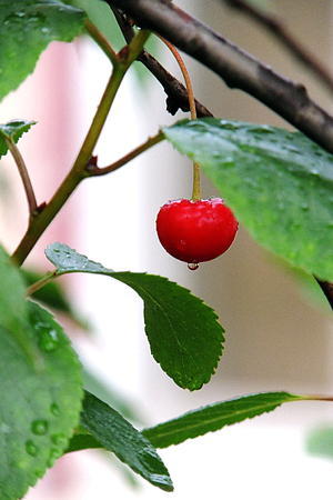 Cherryの写真素材