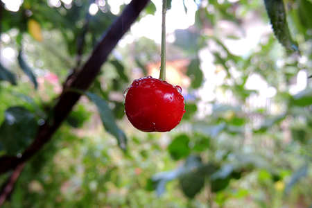 Cherryの写真素材
