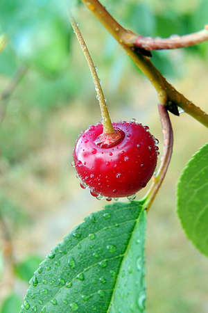 Cherryの写真素材
