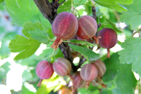 Gooseberryの写真素材
