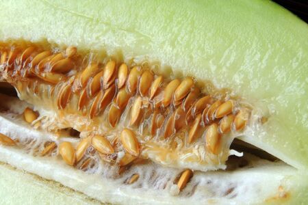 Melonの写真素材