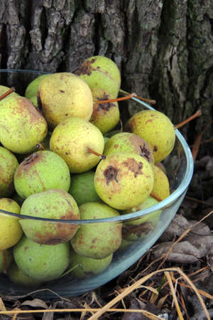 Pearの写真素材