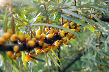 Yellow sea-buckthorn berries on the green branches.の写真素材
