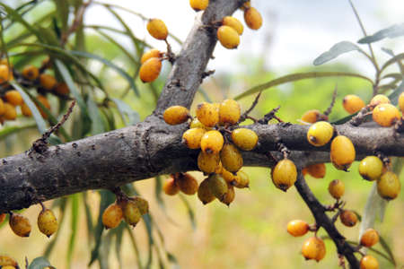 Yellow sea-buckthorn berries on the green branches.の写真素材