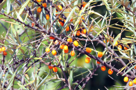 Yellow sea-buckthorn berries on the green branches.の写真素材