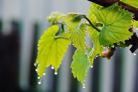 The vineyardの写真素材