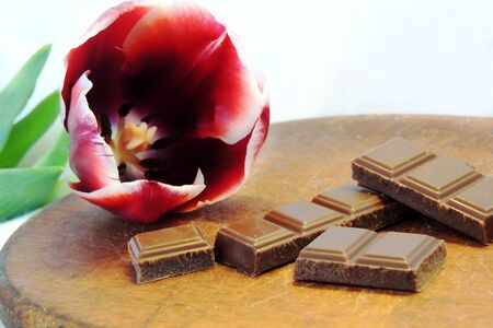 Tulipの写真素材