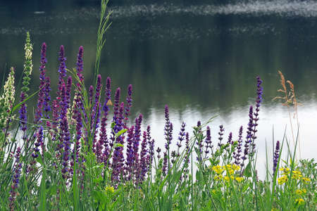 flowerの写真素材