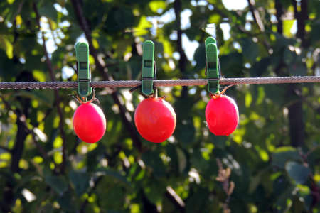 tomatoの写真素材