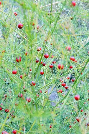 Grassの写真素材