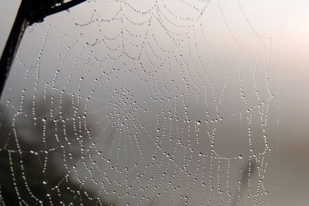 The spider web closeup background, at sunset, the morning dew