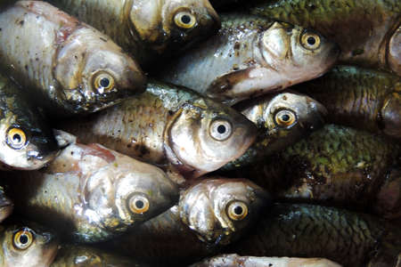 Fresh raw fish on a Board with lemonの写真素材