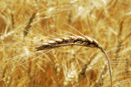 Ripening spikelets of wheat field in the bright sunlight. Very shallow focus