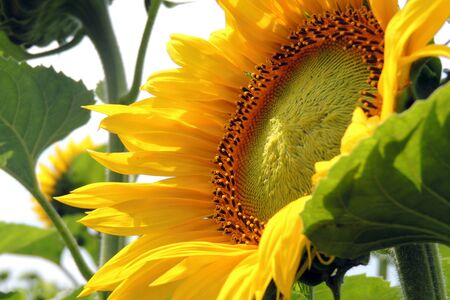 sunflower field over cloudy blue sky and bright sun lights