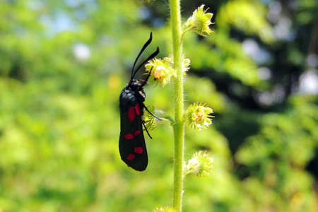 Beetle, Beetle on grass red beetle .の写真素材