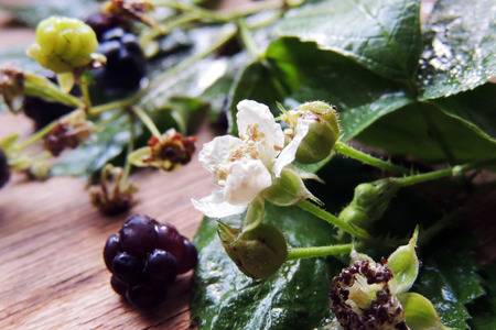 Blackberries , berries and flowers on wooden backgroundの写真素材