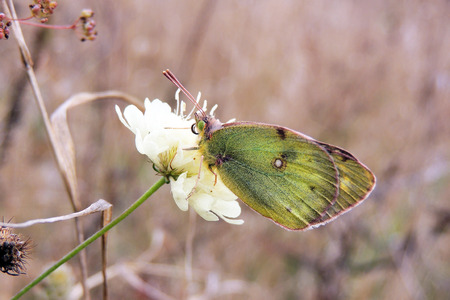Closeup butterfly on flower Common tiger butterflyの写真素材