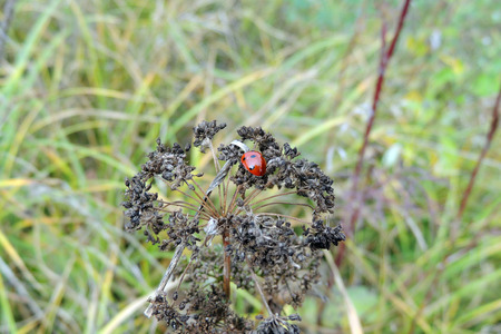 Ladybird close-up on grass. Ladybug on the grass